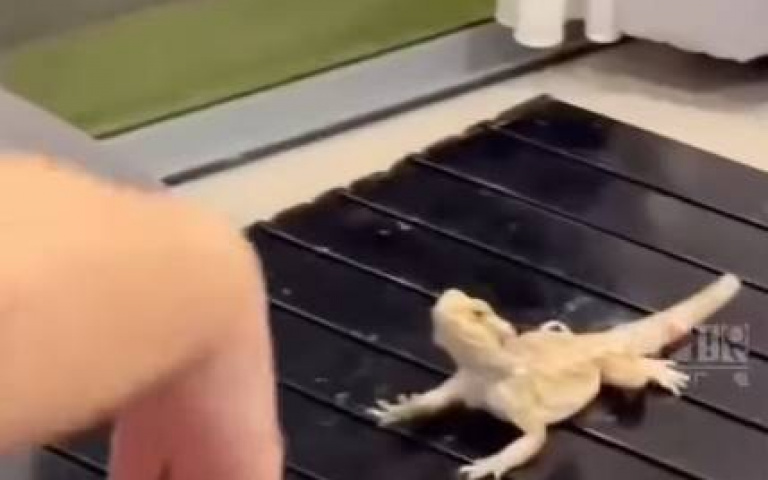 吃到主人口水？　蜥蜴學主人舉手「動作超撫媚」
