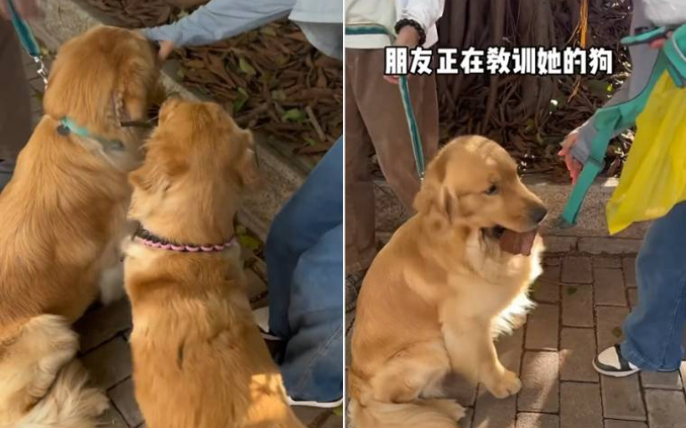你出糗,我開心! 幸災樂禍的大黃金