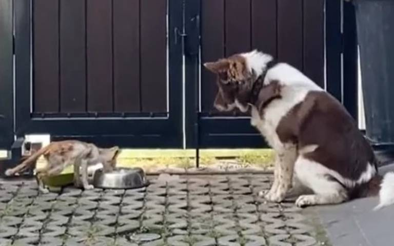 超暖！大狗遇上皮包骨貓咪討食　牠「退一步守護」溫柔背影感動上萬網友