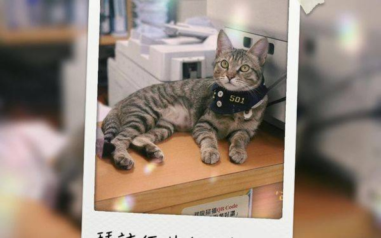 超萌貓貓警長「伍丼么」爆紅 派出所急訂擼貓守則:牠不賞臉請別見怪