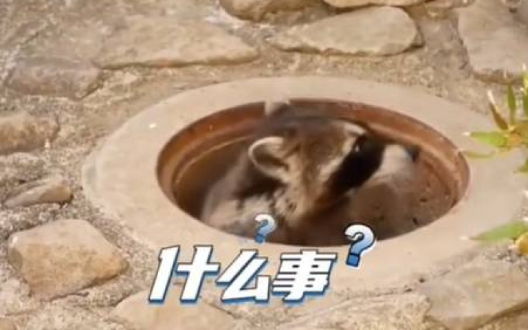 社恐浣熊奪門而出 重見天日5秒不到「嚇到逃回家」