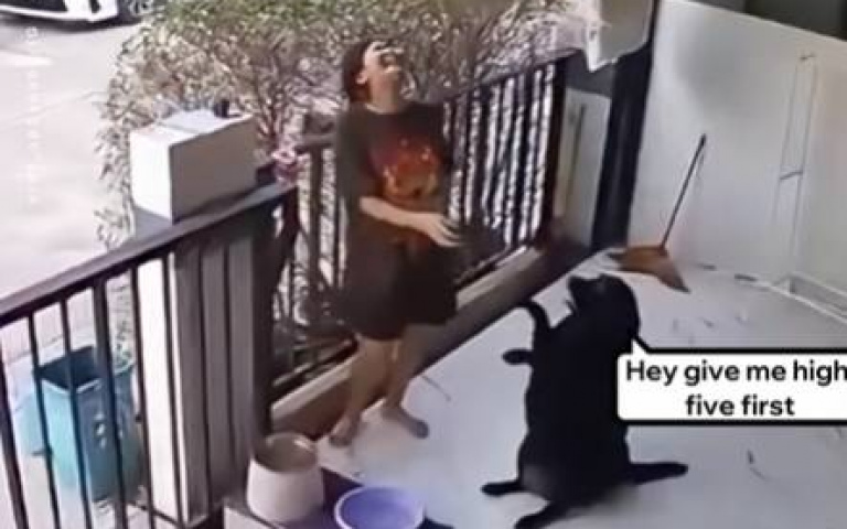 充滿儀式感的狗狗 飯前一舉動逗笑主人