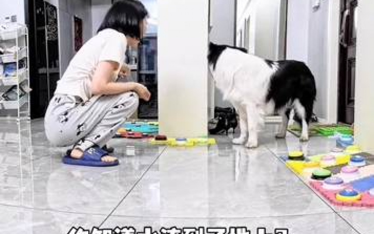 廚房淹水怎麼通知主人? 邊牧「秀智力」的時間到了