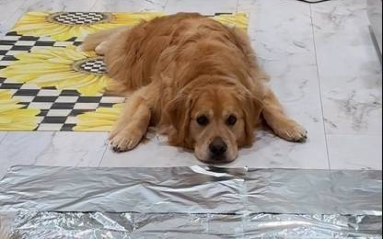 錫箔紙測試！阿金死都不肯走　小弟一舉動後「牠秒跟上」