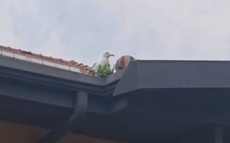 排球卡屋頂…陌生海鷗幫拿全場尖叫　網友笑：只幫妹子服務