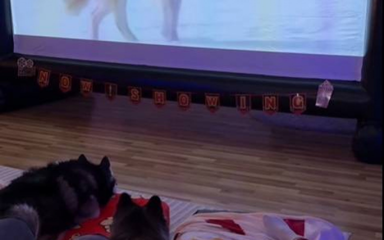 史上最幸福的狗們！　和主人一起享受電影之夜超Chill