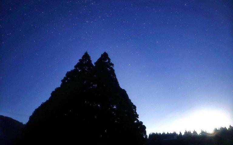 天生長成「龍貓」樣的日本雪松,原來是株千年神木!