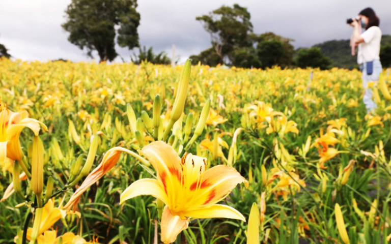 桃園繡球花季4／賞花再一發！　走進大溪絕美金針花新秘境　夜遊慈湖光影秀
