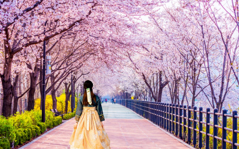 韓國賞櫻3行程!櫻花馬拉松、海鮮自助餐、韓劇拍攝地,滿足吃喝玩樂需求