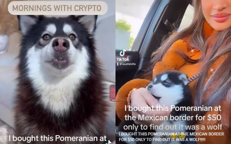 便宜入手博美犬!養大後才發現被騙:當初買了哈士奇回來