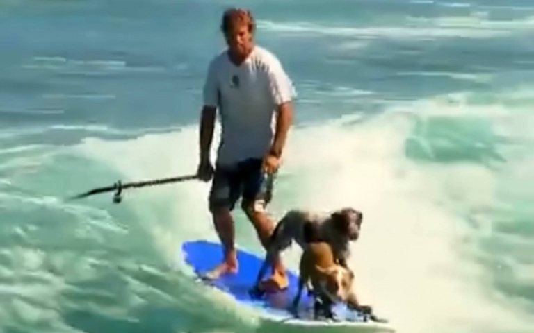 立槳衝浪好手！人狗搭檔技術高超　狗狗花樣多還能特技表演