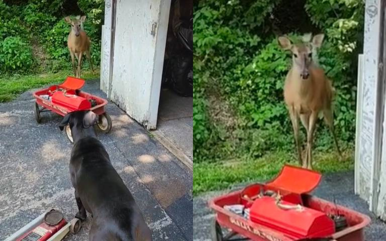 有點掉漆的威嚇? 鹿重踏地面「欲嚇黑狗」結局逆轉