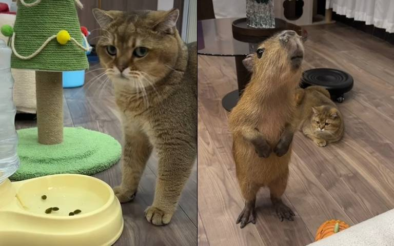 水豚看起來很無害嗎？　貓咪惹到牠「下場過於悽慘」…水盆被拉屎