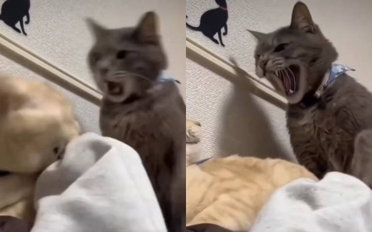 咬我主人衝殺？　橘貓大嘴一張「馬上被巴頭」