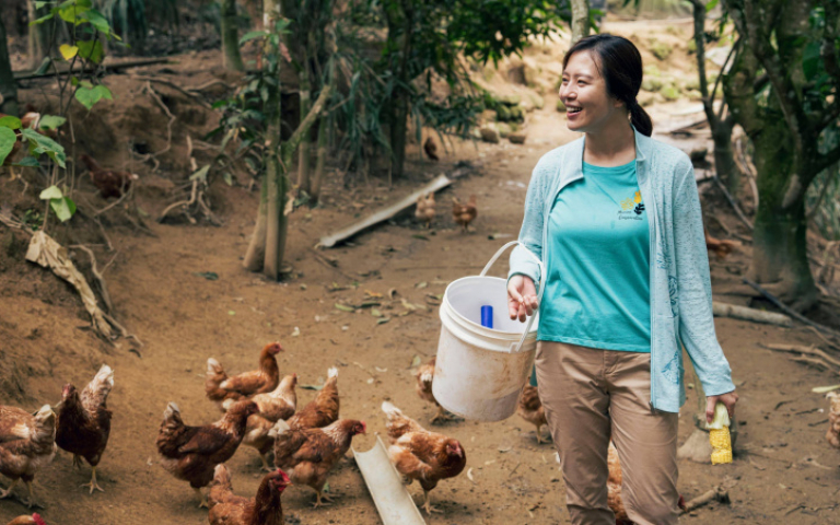 近千隻放山雞狂奔劉品言驚呆　林柏宏徒手抓雞第一天就上手