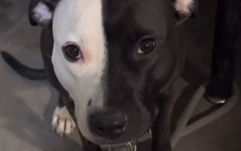 千奇百怪花色的狗！　基因之強大完全展露