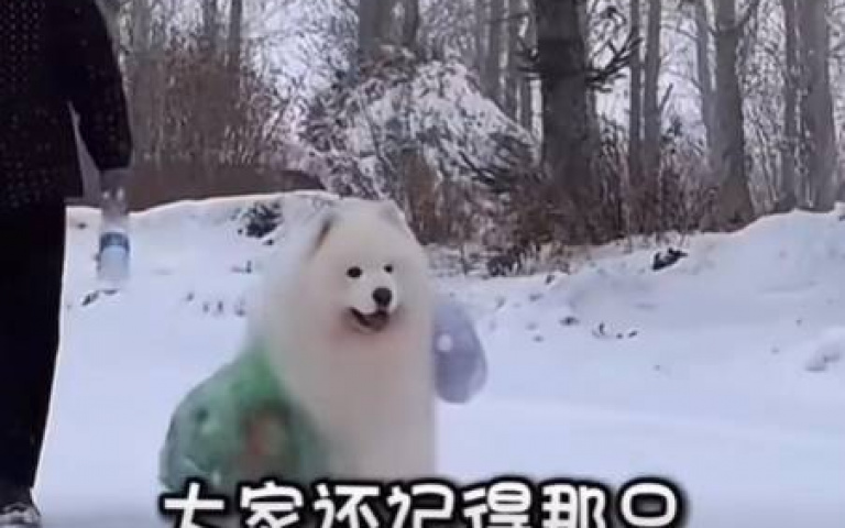 薩摩耶從上海到東北 雪撬犬的血脈覺醒!