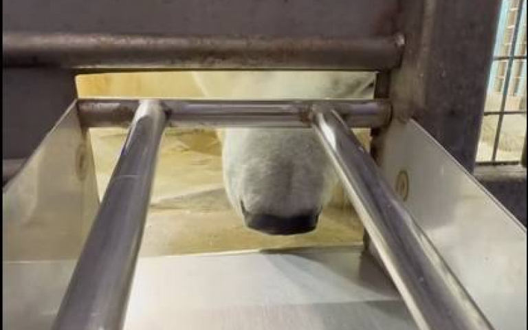 幫北極熊抽血實錄　有東西吃就乖乖伸手給人戳