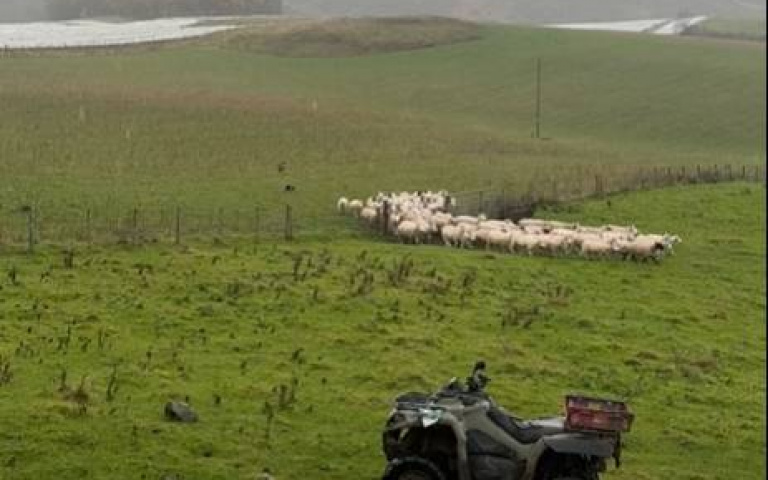 邊牧上班過程全紀錄　趕羊入閘畫面曝光好震撼