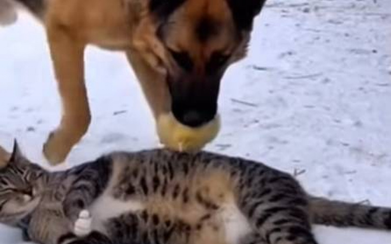 心機德牧！叼來一隻小雞下秒就跑　貓咪睡眼惺忪下秒奔逃