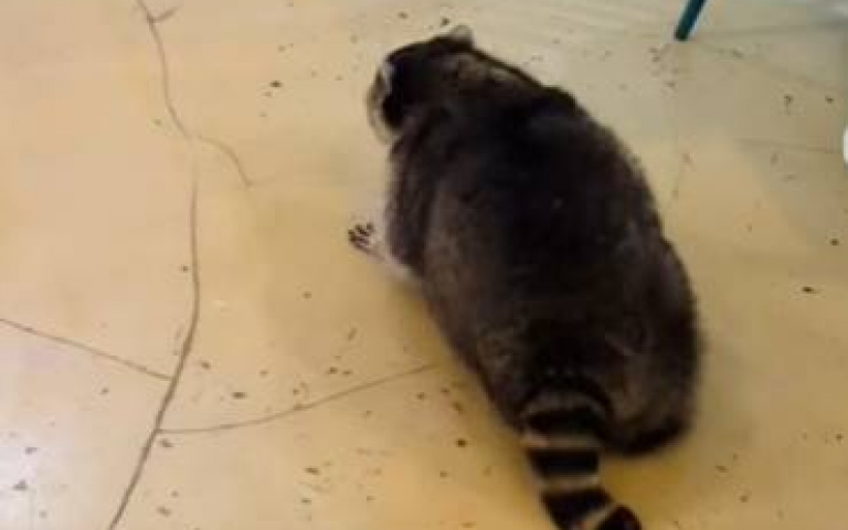 鎮店浣熊！　喜歡在地上打滾宛如戰鬥陀螺