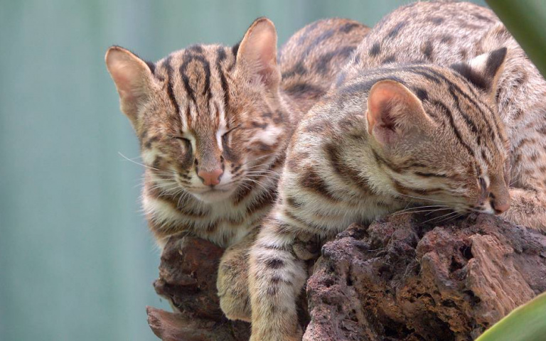 和泰集團「台灣原生動物守護計畫」守護台灣本土特有石虎!