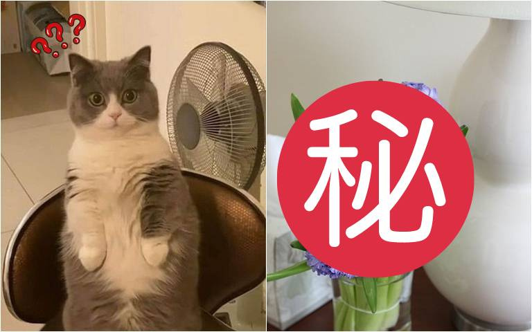 這些植物先不要!會造成貓咪嘔吐、腹瀉,快檢查家中有沒有種!