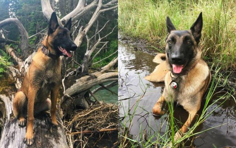 超忠心！悍犬見主人有難「槓上美洲獅」　雖重傷但救了她的命