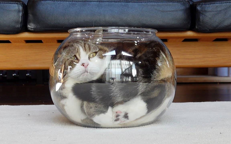 超級「容器」迷！一臉不太好惹卻有著迷人個性的初代網紅貓