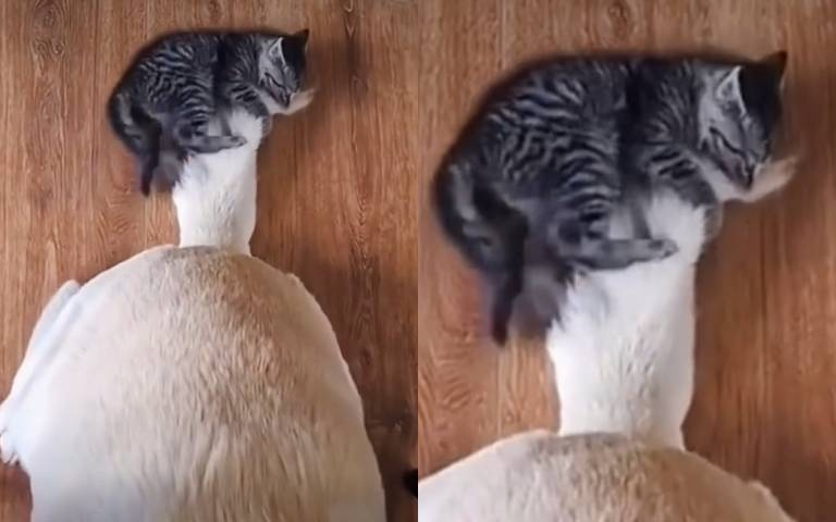 全自動逗貓棒！小貓玩狗尾巴超開心　緊抓不放意猶未盡萌翻網友