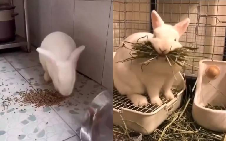 兔兔好可愛? 失控爆走大會串影片曝光