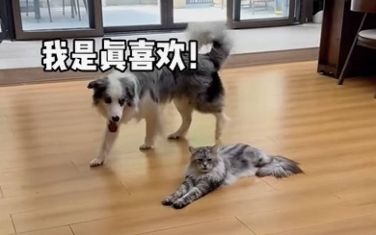 緬因貓與邊牧相處久了　貓都變狗啦！