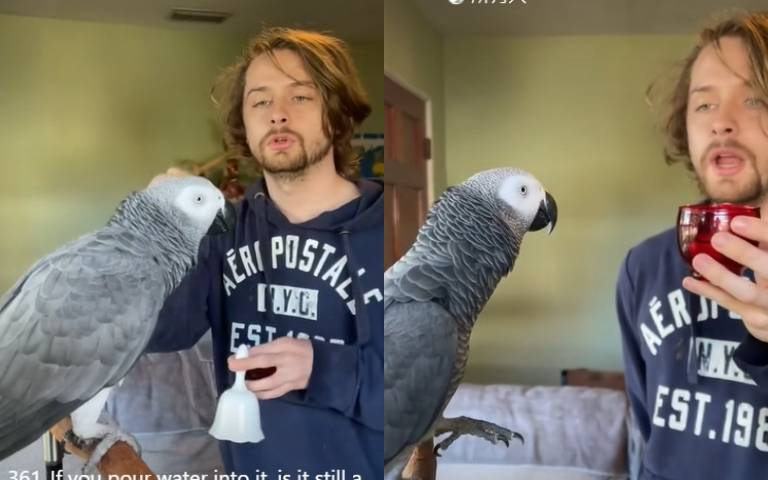 這鸚鵡太牛了！判斷情況說話　為自己掙得一塊小零嘴