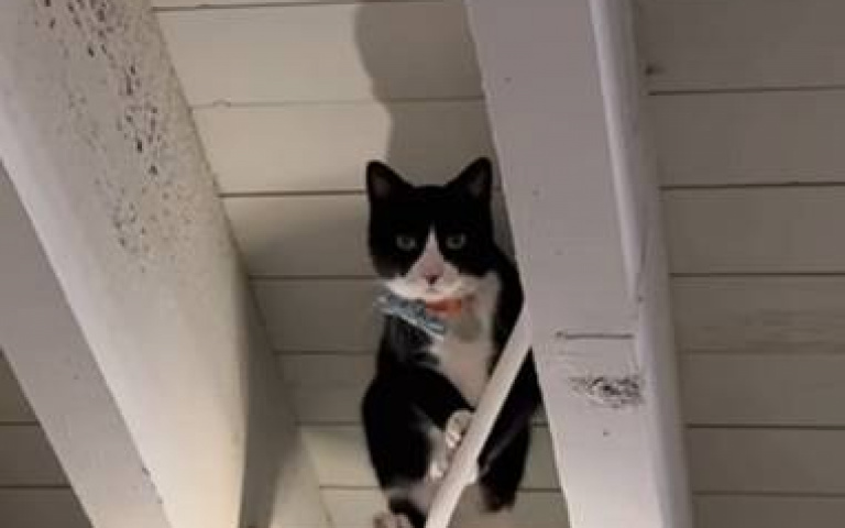 不可能的任務之特務貓！　張手開腳在天花板亂爬…好怕掉下來