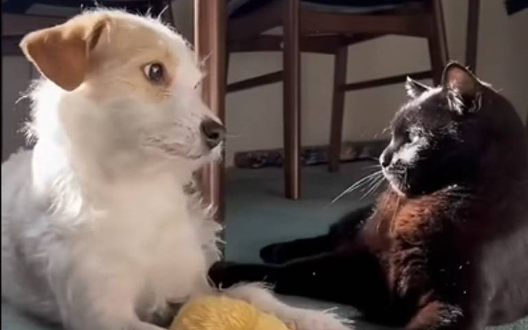 貓狗不大戰! 白犬依偎小咪網友心都融化了