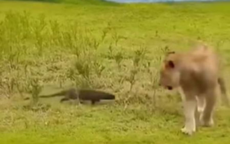 超狂蜜獾一人單幹兩頭母獅！　超級大膽原因曝光