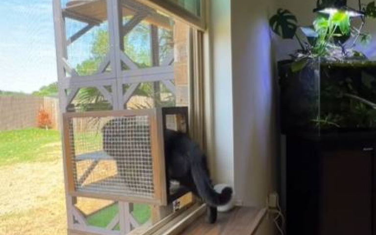 聰明ㄟ主人！替貓建造「專屬通道」　免出門即可抵達遊樂場