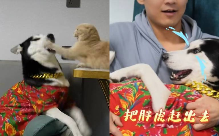 胖貓竟然霸氣欺辱二哈！　牠「像個寶寶」跑去找主人討拍拍