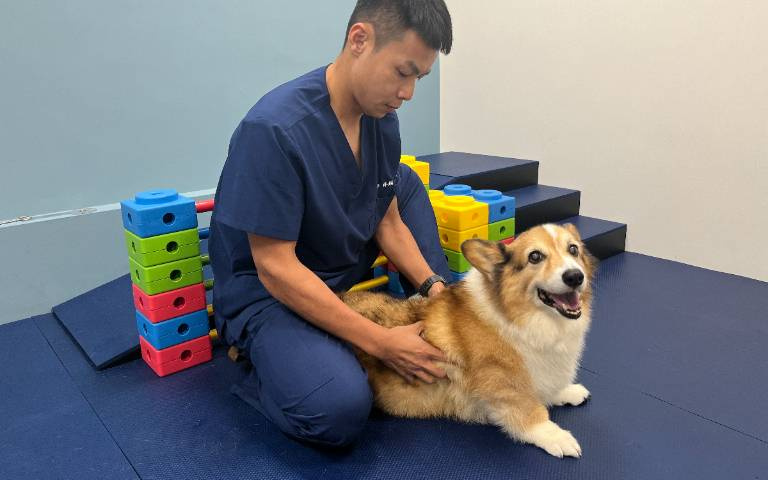 貓犬肥胖危機有礙健康！健康餵養、運動雙管齊下，助力貓犬遠離肥胖！
