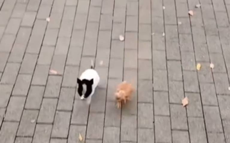 和動物溝通沒有隔閡! 超狂馴獸師功力太驚人