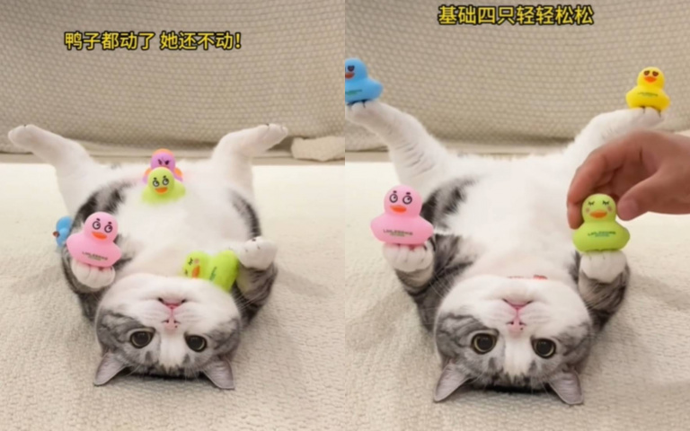 美短抗「鴨」性極強！　網笑翻：一看就知道貓是假的