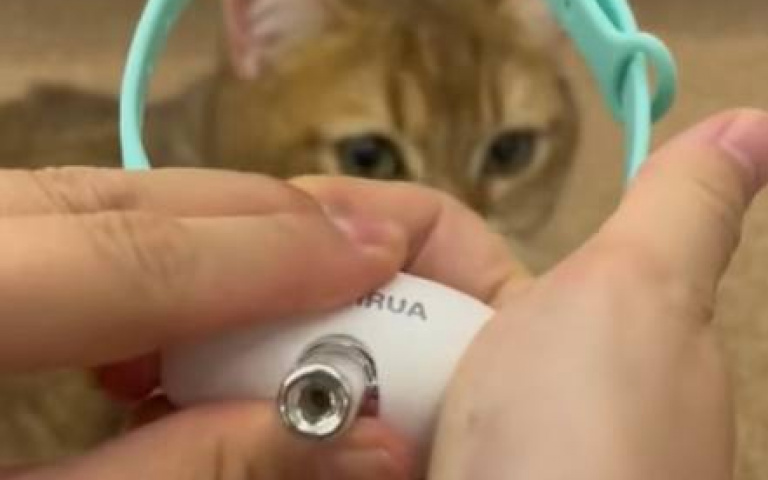 一招輕鬆讓貓咪放電　網友熱議這樣是好還是壞？