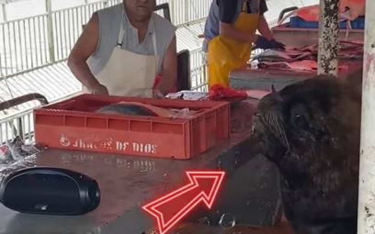 有素質的動物! 肚子餓仍不吵不鬧等待餵食