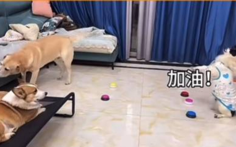 這邊牧有夠賊！　指使室友拆家後默默淡出鏡頭中