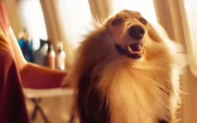 以狗為尊！專為毛孩服務的航空公司　搭一趟不只要有時間還要有錢