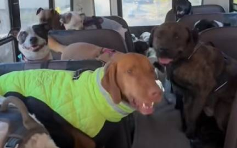 深怕沒位置坐？狗狗爭先恐後上巴士　這隻老神在在等人去牽