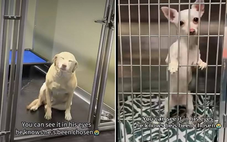 超療癒！乏人問津小狗終於找到家　超可愛瞇眼微笑融化25萬網友