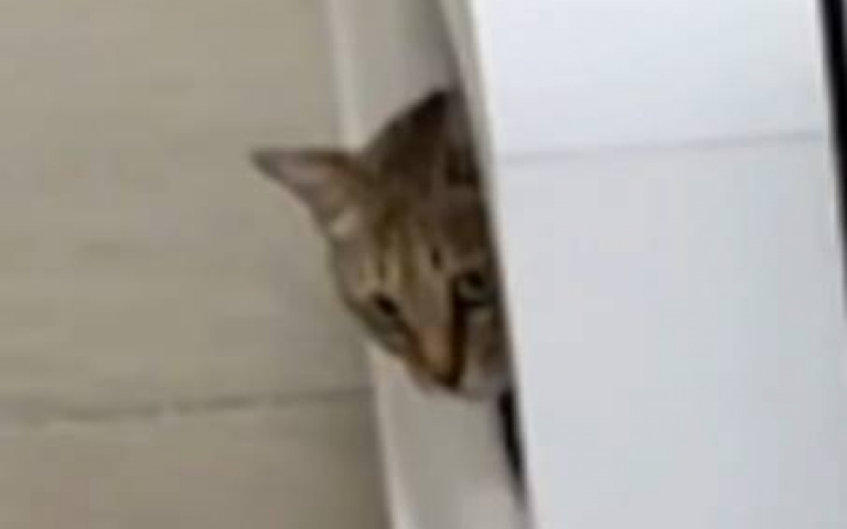 上個廁所也被咬屁股　大咪慎防小咪卻還是中招