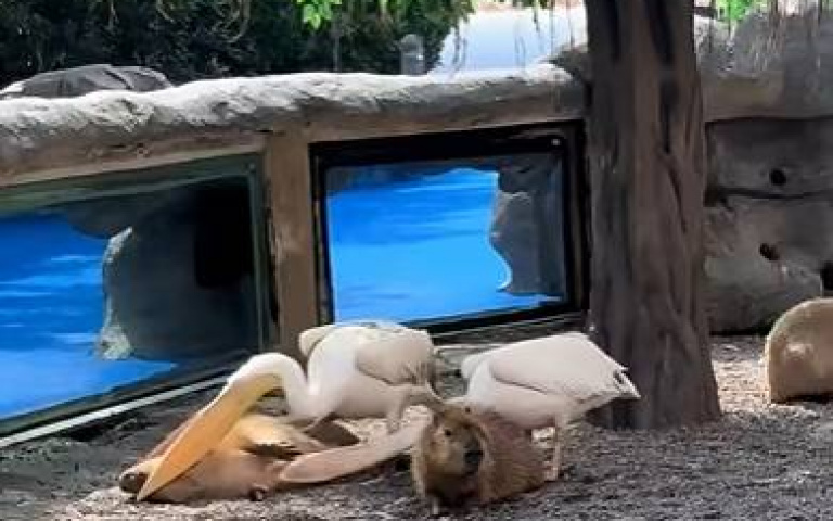 脾氣超好！　鵜鶘踩踏、嘴戳水豚…牠竟無動於衷