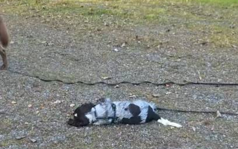 狗狗嗨到一半會突然昏厥！　主人習以為常：成為生活的一部分